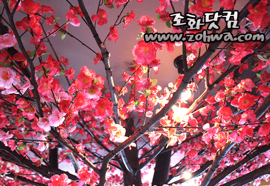 안양 LJ BAR — 나무 아래에서 올려다본 꽃가지
