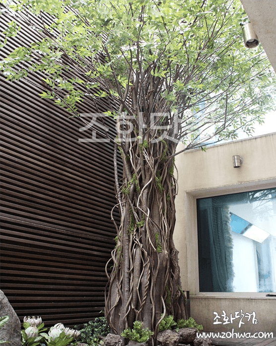 용인 비스하임 타운하우스 — 안뜰의 노거수 올리브 넝쿨나무