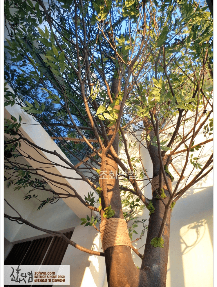 용인 보정동 가정집 — 흰 벽과 어우러진 올리브 목대