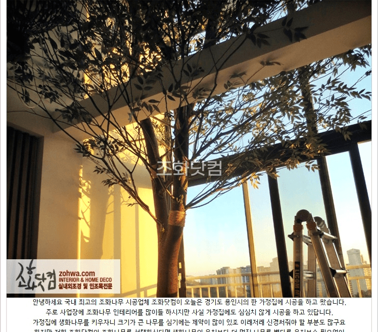 용인 보정동 가정집 — 거실 창가의 대형 올리브나무 전체