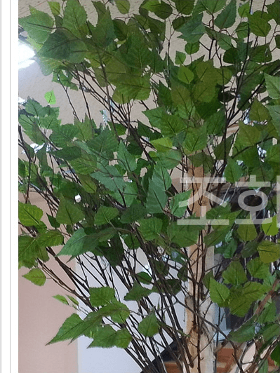 부천 테크노파크 다본다 — 가까이 봐도 자연스러운 잎
