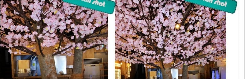 부산 만만코코로 해운대점 — 가까이 본 벚꽃