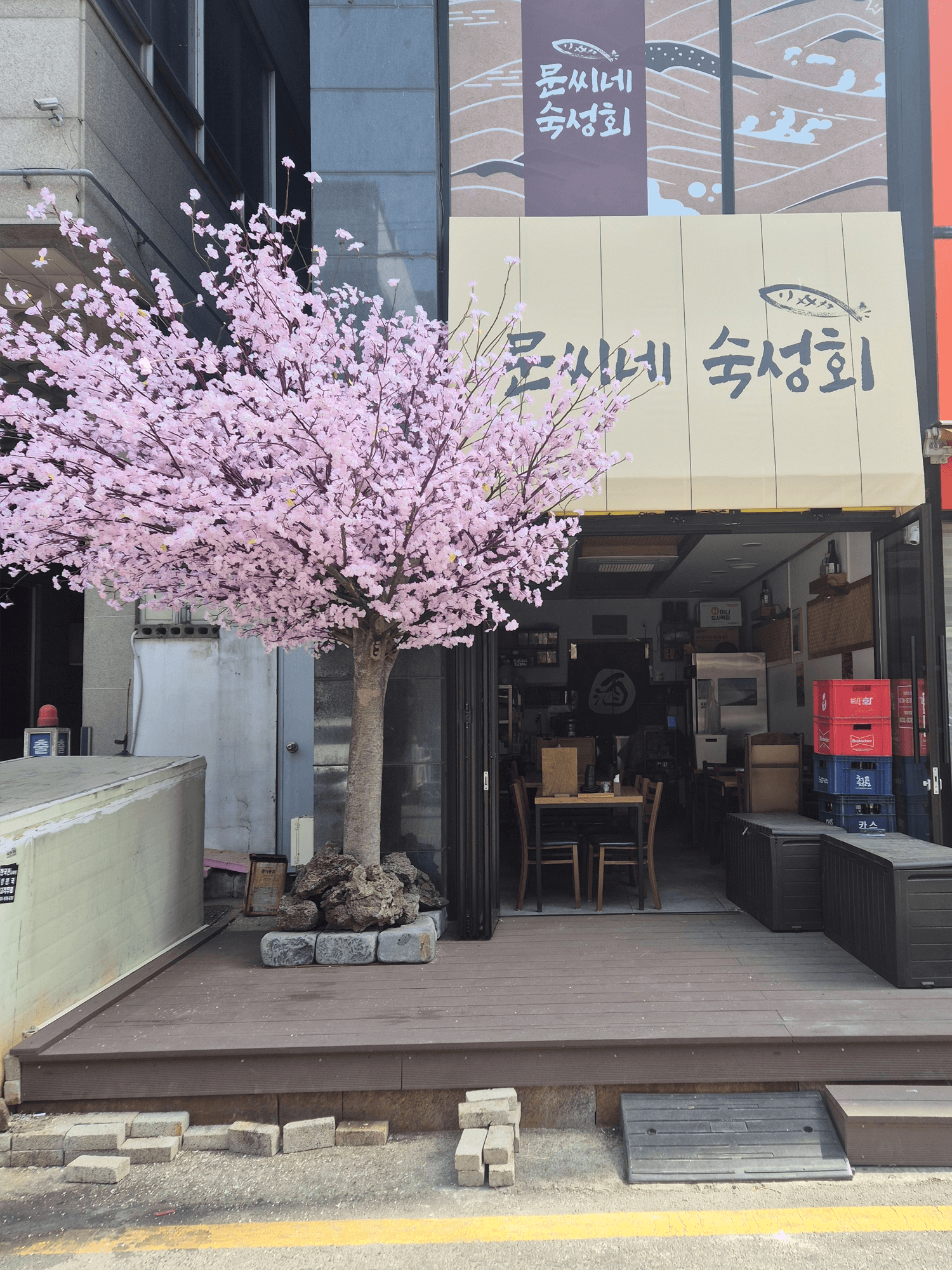 고양시 행신동 문씨네 숙성회 — 숙성회 간판과 분홍 벚꽃나무가 한 화면에 어우러진 정면