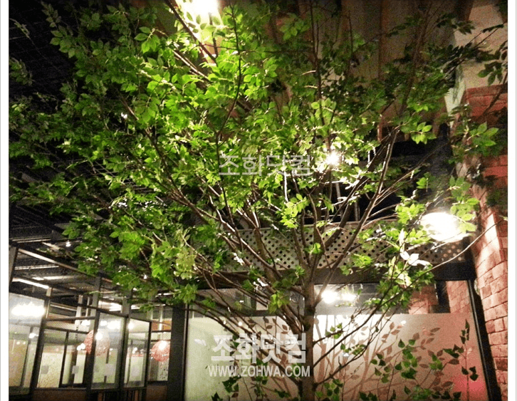 대구 캐스케이드 레스토랑 — 복도의 느티나무 화단