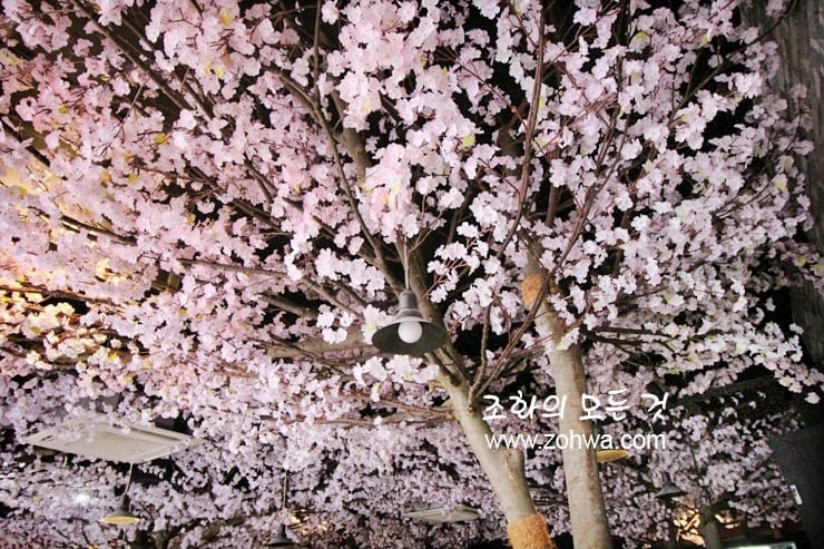창원 몽상가 — 만개한 벚꽃 클로즈업