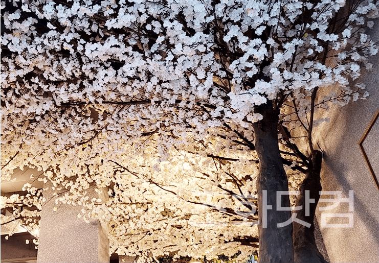 대구 커피한잔할래요 — 잔가지 끝까지 촘촘히 달린 벚꽃