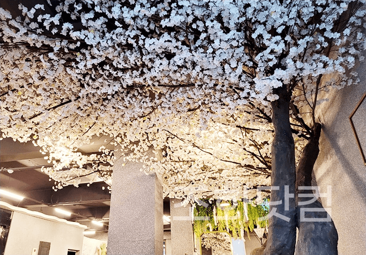 대구 커피한잔할래요 — SNS 사진에 담기는 천장 가득한 벚꽃 장면