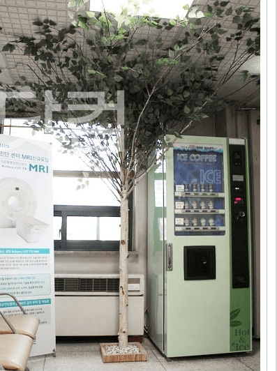 서울 인수동 대한병원 — 창가에 배치한 자작나무