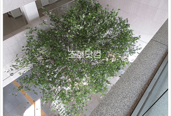 고양 덕양구청 로비 위에서 내려본 나무 캐노피