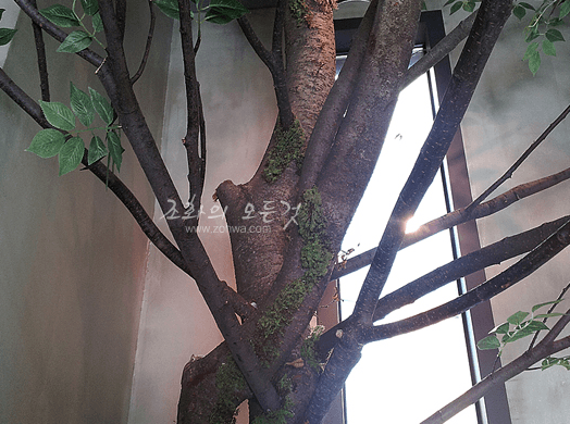 강남 화장품 본사 목대에서 갈라져 나온 가지 구조