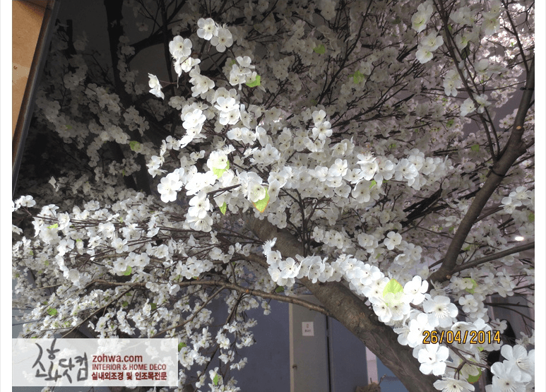 구리 표현주의 스튜디오 — 만개한 흰 벚꽃