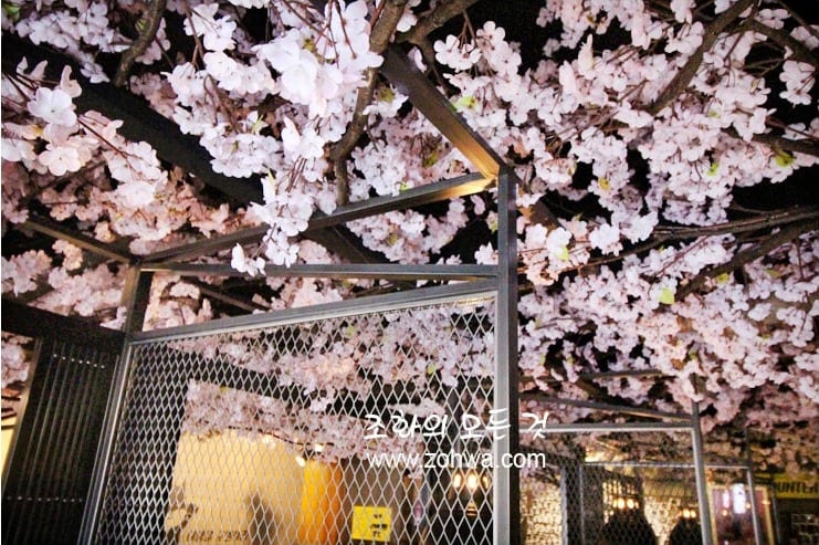 경산 쿠로배트맨 — 만개한 벚꽃 디테일