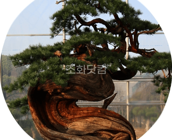 합천 한중대영공업 — 오랜 세월의 뒤틀린 줄기
