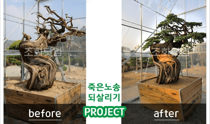 합천 한중대영공업 — 되살리기 전과 후