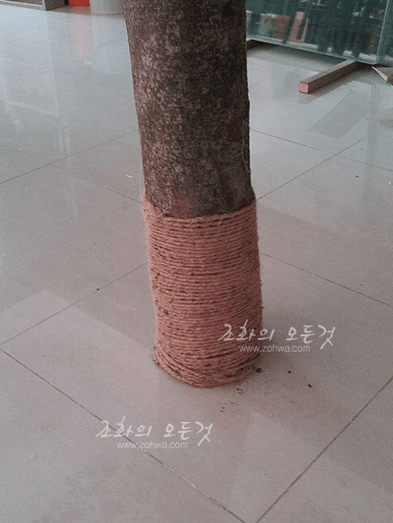 홍대입구 차이나레스토랑 새끼줄로 감은 밑동