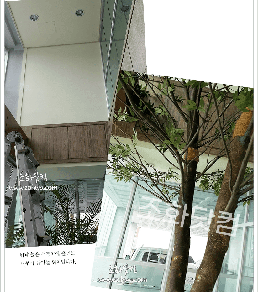 여수 씨에스 나무병원 — 로비에 자리한 대형 올리브나무