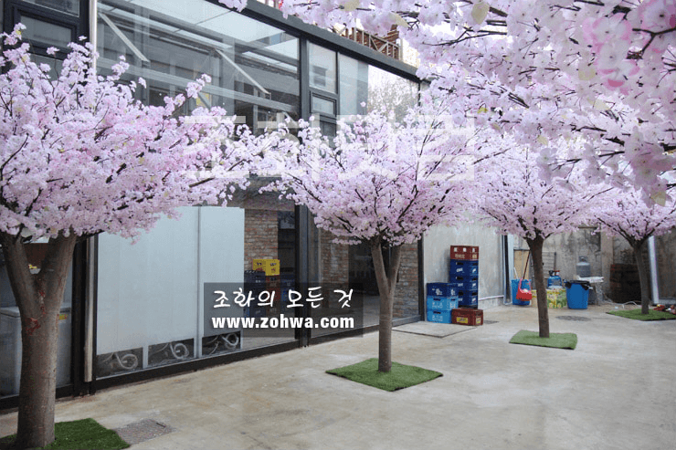 대구 제일창고 — 여러 그루가 겹친 마당 벚꽃숲