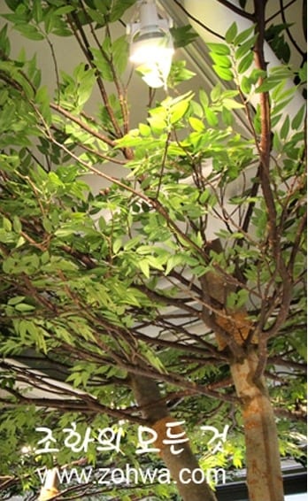 경남 진주 진주어린이환경박물관 — 아이비 잎 디테일