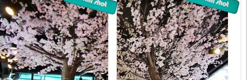 서울 종로 벚꽃야시장 — 만개한 벚꽃 가지 디테일