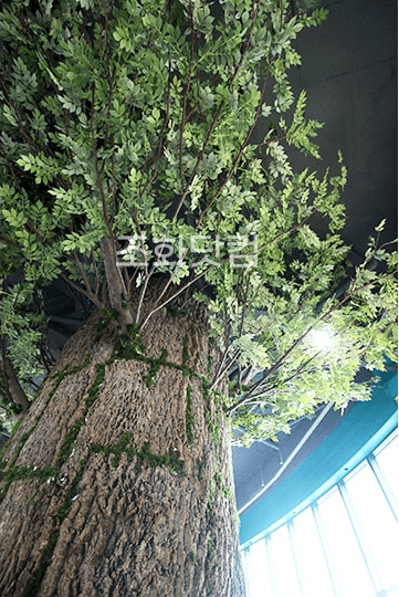 청주 점핑몬스터 — 건물 기둥을 감싼 굴피 줄기