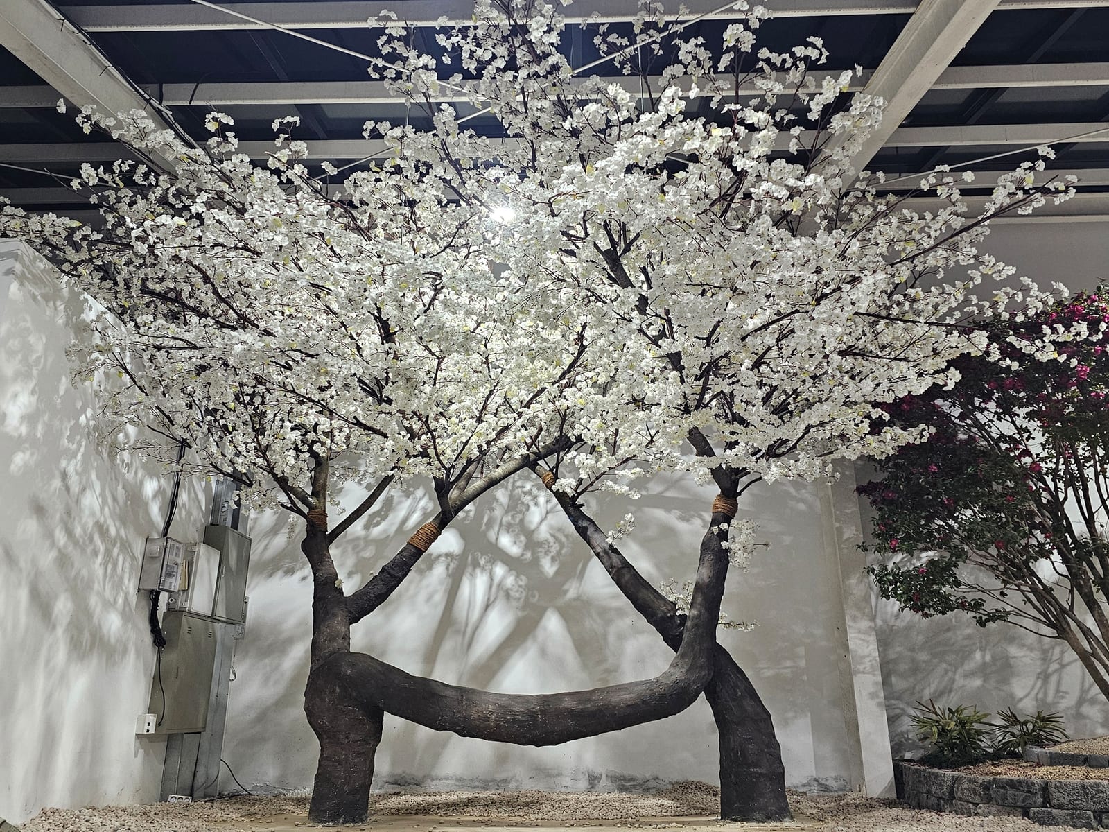 경북 칠곡 러키더키 카페 — 두 줄기가 곡선으로 이어진 천장 높이의 대형 인조 벚꽃나무가 만개한 모습