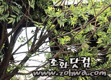 목포 명성스튜디오 — 가지 아래에서 본 배경