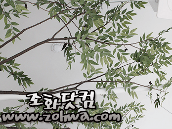 목포 명성스튜디오 — 흰 벽 앞 가지와 잎