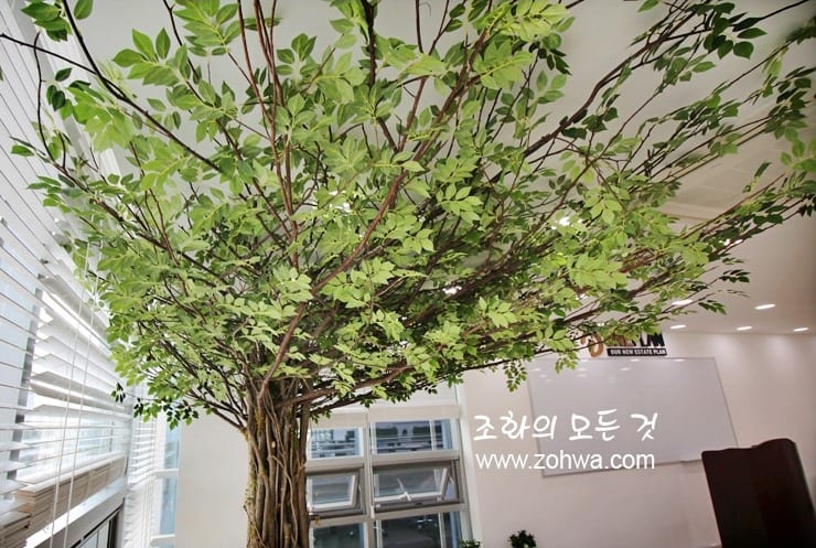 논현동 원플랜 — 위에서 본 나무 가지 퍼짐
