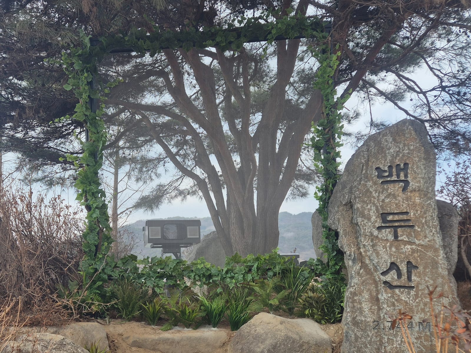 강원 양구 한반도섬 야외 포토존 — 인조 넝쿨로 감싼 아치형 프레임 너머로 큰 나무가 보이고, 오른쪽에 ‘백두산’이라 새긴 비석이 함께 놓인 모습