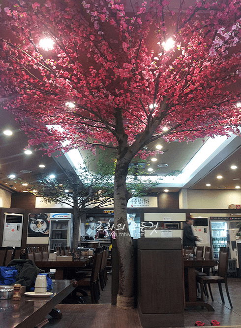 고양 평안도찹쌀순대 매화나무 목대와 캐노피