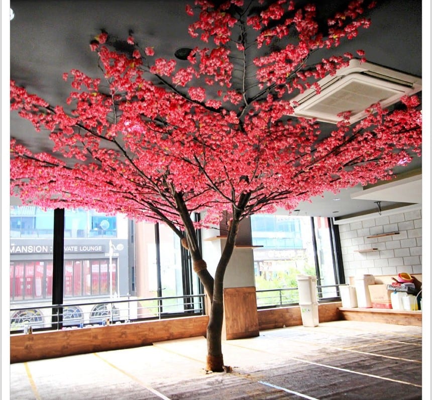 전주 셔먼마켓 — 진분홍 매화나무의 존재감