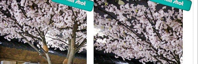 전주 셔먼마켓 — 연분홍 벚꽃 꽃 클로즈업