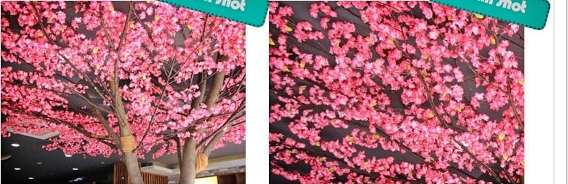 전주 셔먼마켓 — 진분홍 매화 꽃 디테일