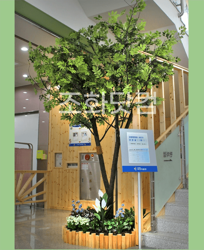 속초병원 — 숲 같은 분위기의 느티나무