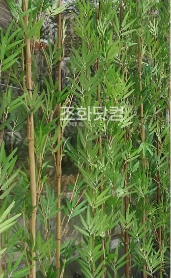 충북 진천 스시이찌방 — 창가를 두른 인조 대나무
