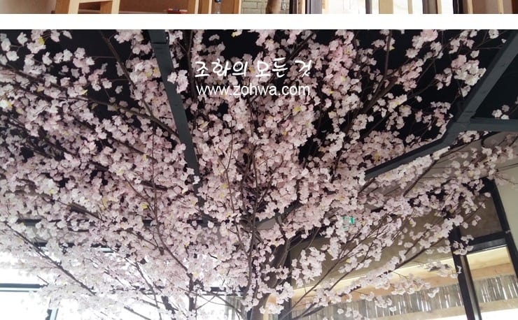 충북 진천 스시이찌방 — 천장으로 펼친 벚꽃 아래 자리
