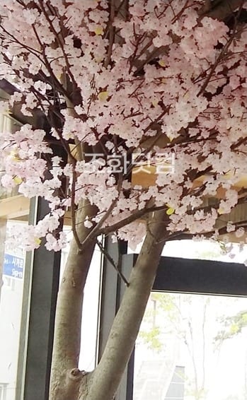 충북 진천 스시이찌방 — 벚꽃나무 기둥이 있는 창가