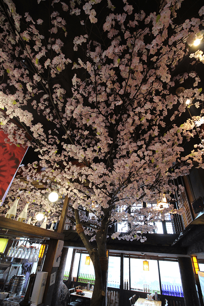 수원 이자카야 타쿠미 — 천장을 이은 벚꽃숲