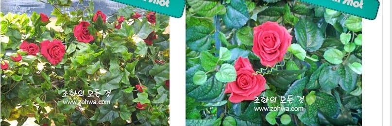 익산 타임 스튜디오 — 장미 꽃 클로즈업