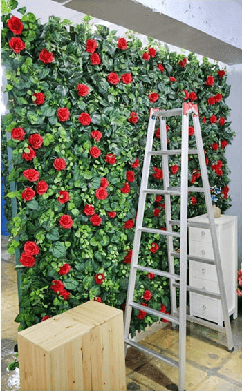 익산 타임 스튜디오 — 화사한 장미 꽃벽 배경