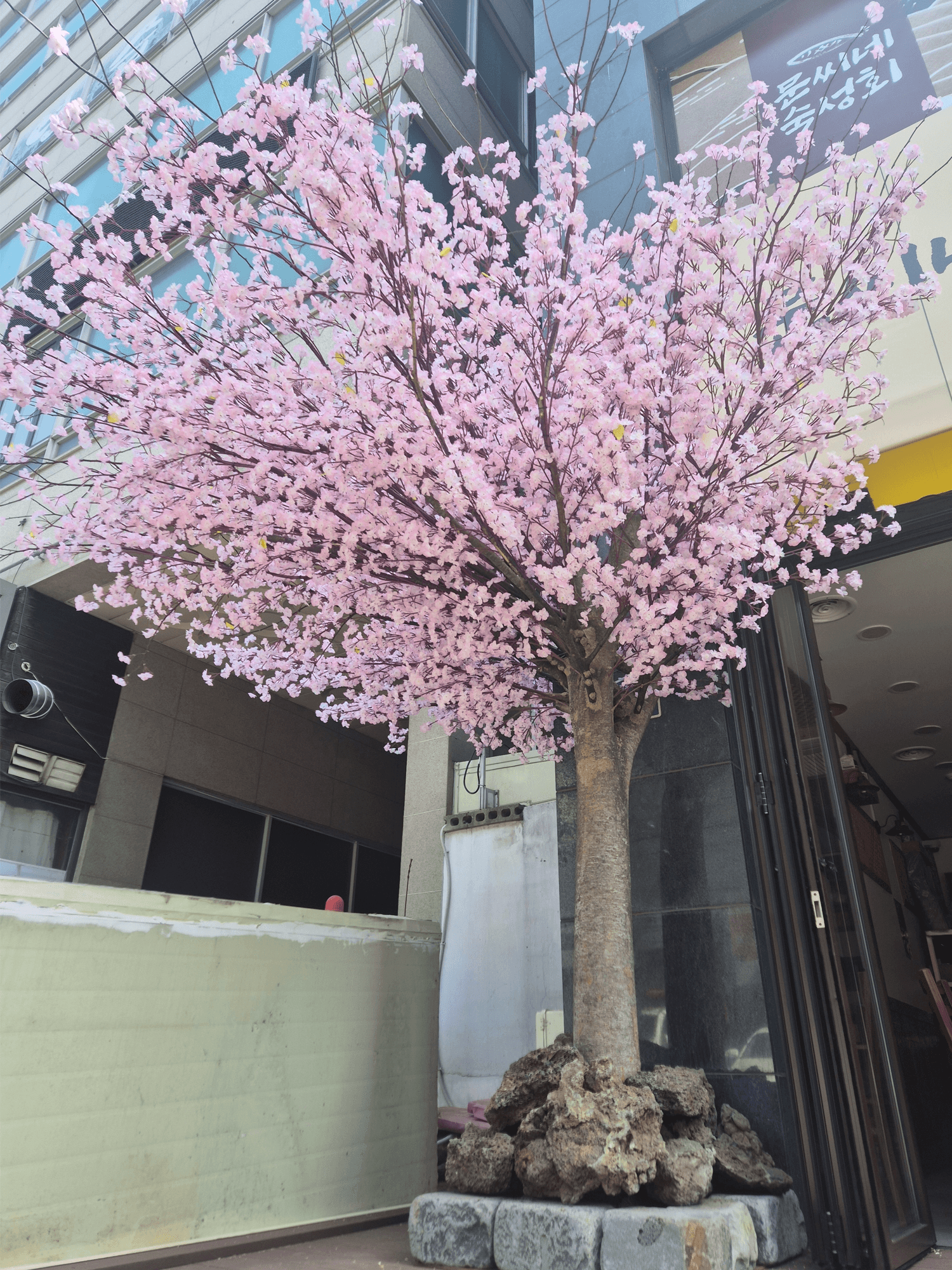 고양시 행신동 문씨네 숙성회 — 풍성한 수관이 옆 방향의 화면을 채운 벚꽃나무
