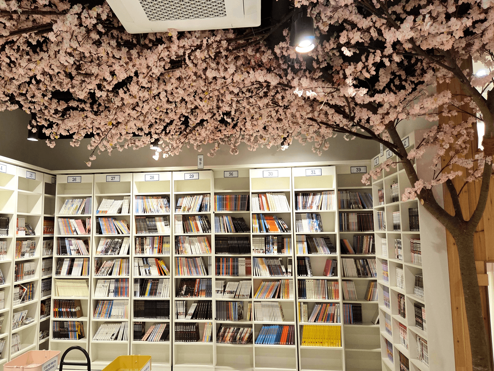 울산 만화카페도도 — 벽면 서가 위를 덮은 벚꽃