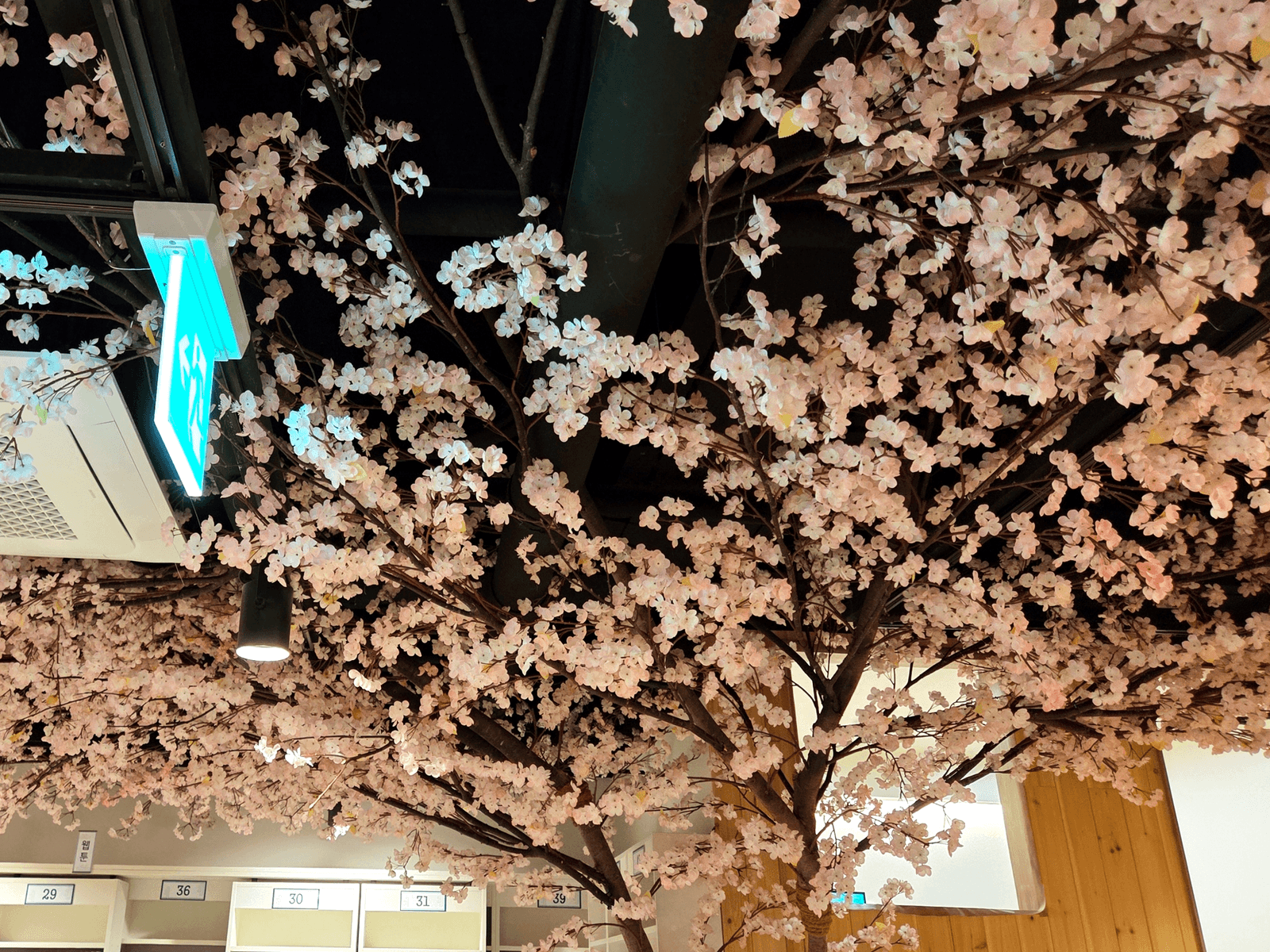 울산 만화카페도도 — 부스 위까지 이어진 벚꽃