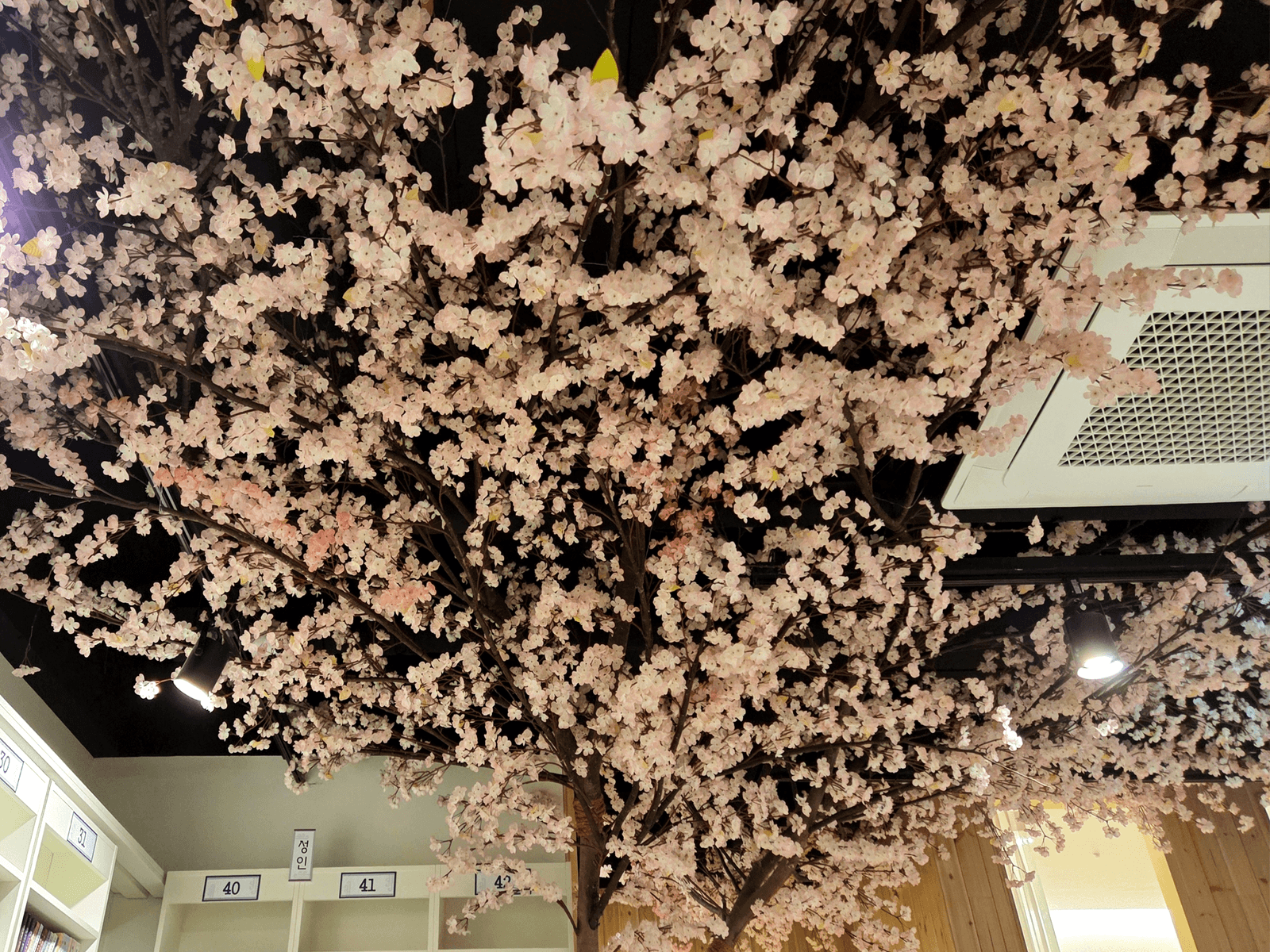 울산 만화카페도도 — 아래에서 올려다본 벚꽃 캐노피
