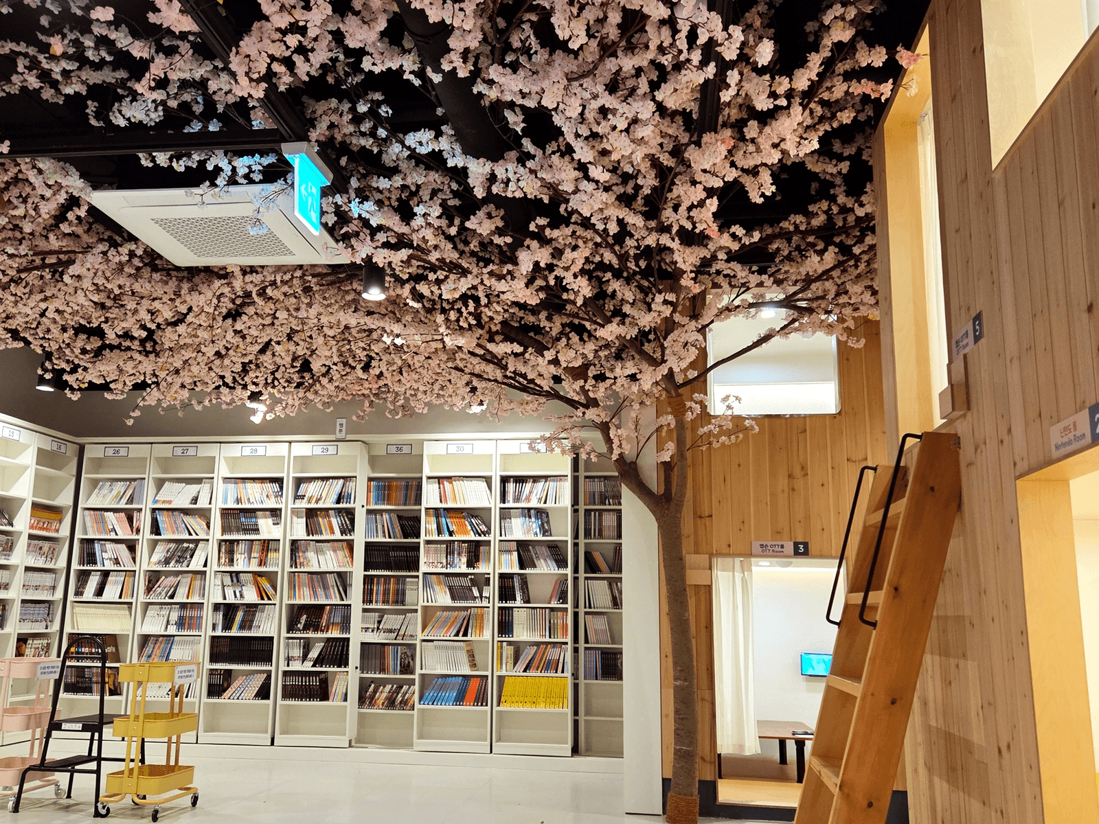 울산 만화카페도도 — 서가 위로 펼쳐진 벚꽃 천장