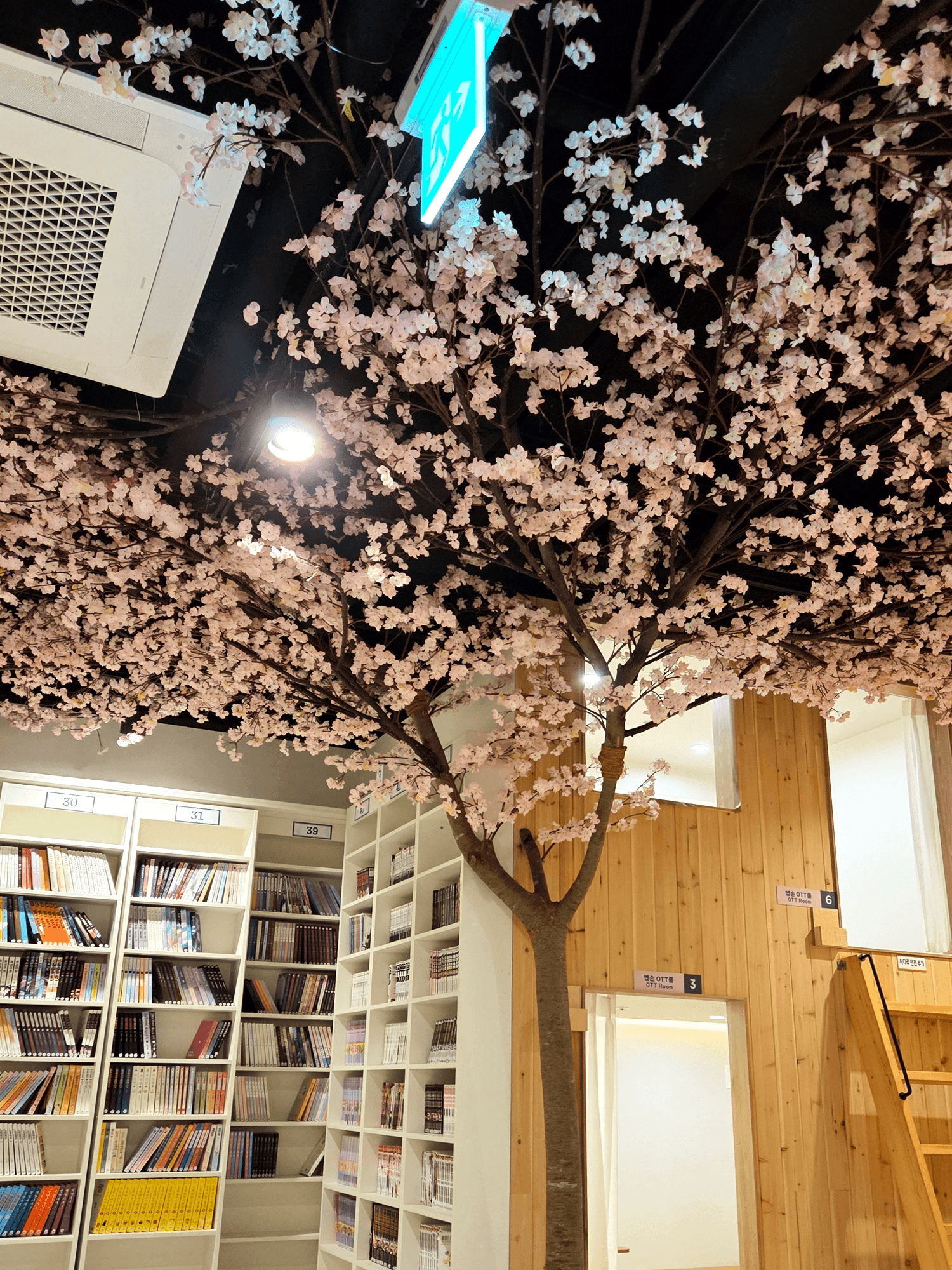 울산 만화카페도도 — 천장까지 뻗은 대형 벚꽃나무