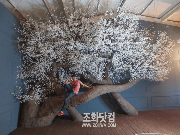 청주 스튜디오 원규 — 벽과 천장을 덮은 벚꽃나무 전체