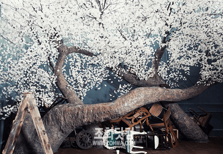 청주 스튜디오 원규 — 누운 수형의 벚꽃나무 측면