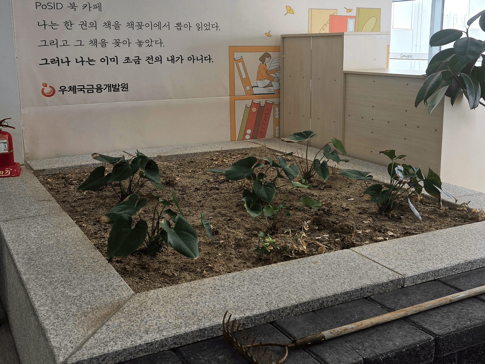 시공 전 포기 단위로 심겨 시들던 서울영등포우체국 화단